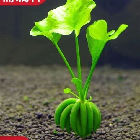 水生 植物 魚缸